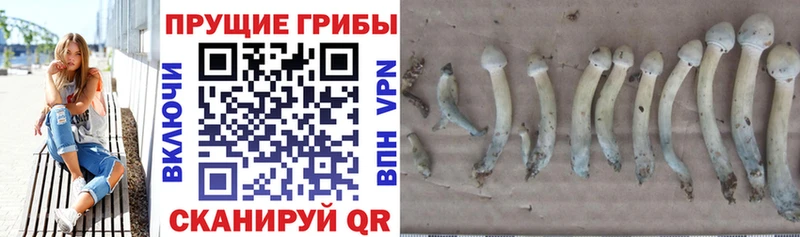 где можно купить   Мостовской  Галлюциногенные грибы Cubensis 
